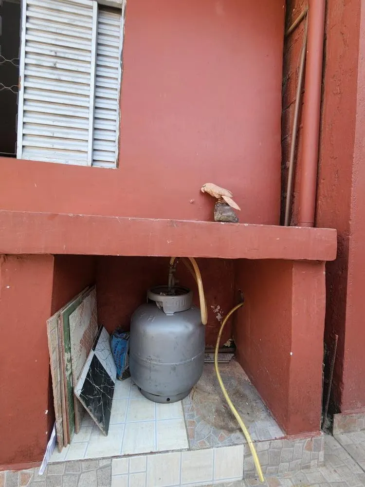 Casa, 4 quartos, 250 m² - Foto 4