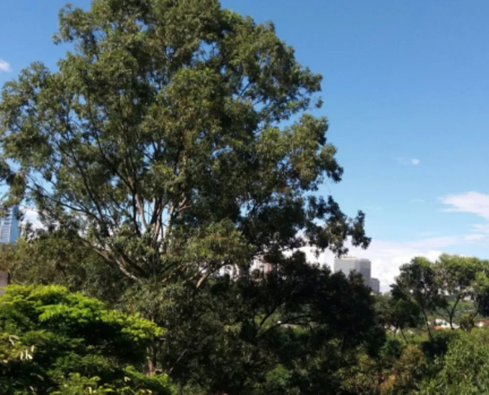 Terreno, 3500 m² - Foto 11