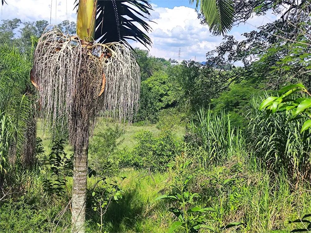 Terreno, 4 hectares - Foto 4