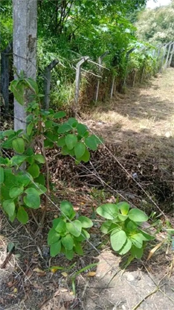 Terreno, 120 m² - Foto 7