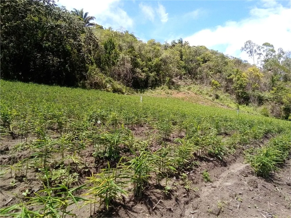 Terreno, 12 hectares - Foto 4