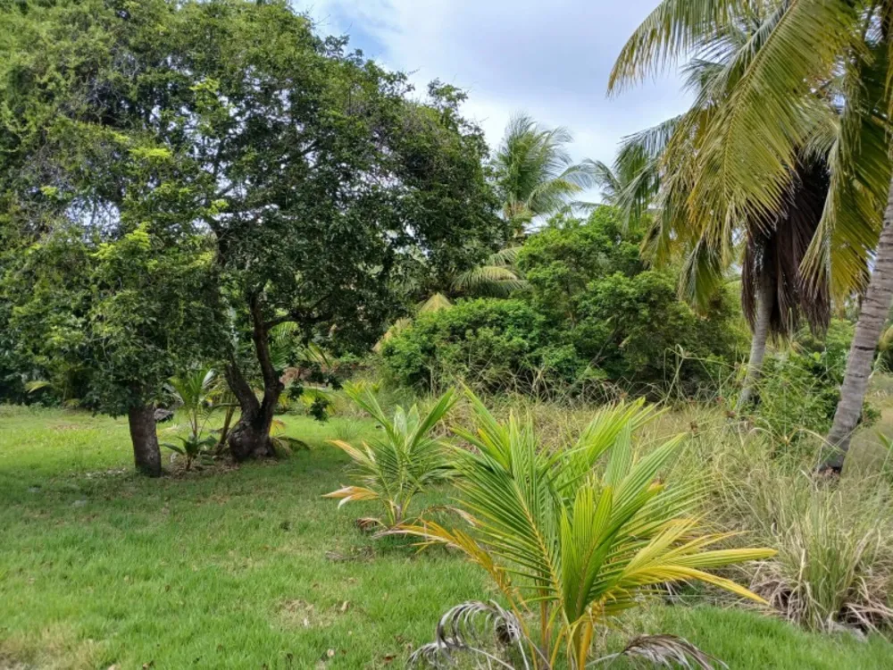 Terreno, 4 hectares - Foto 12