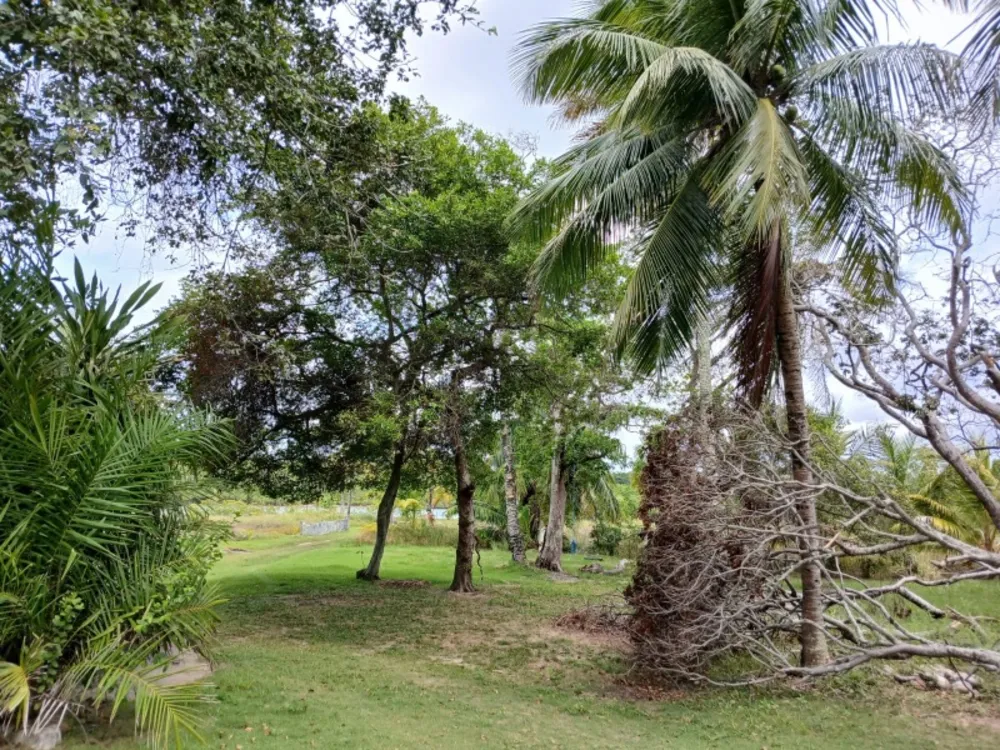 Terreno, 4 hectares - Foto 4