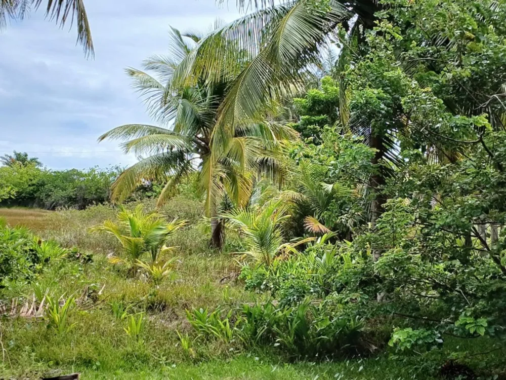 Terreno, 4 hectares - Foto 11