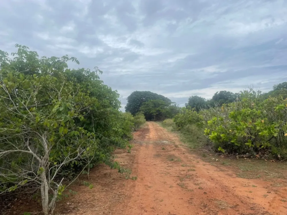 Terreno, 4 hectares - Foto 4