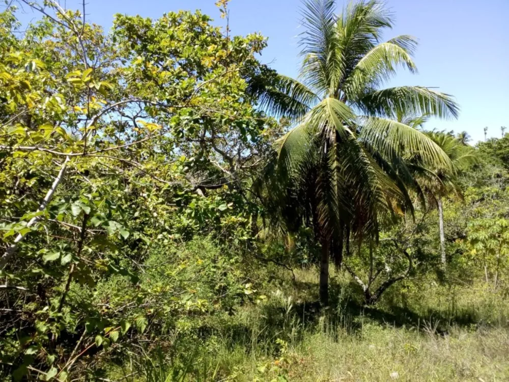 Terreno, 1 hectares - Foto 4