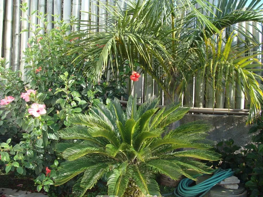 Casa, 5 quartos - Foto 7