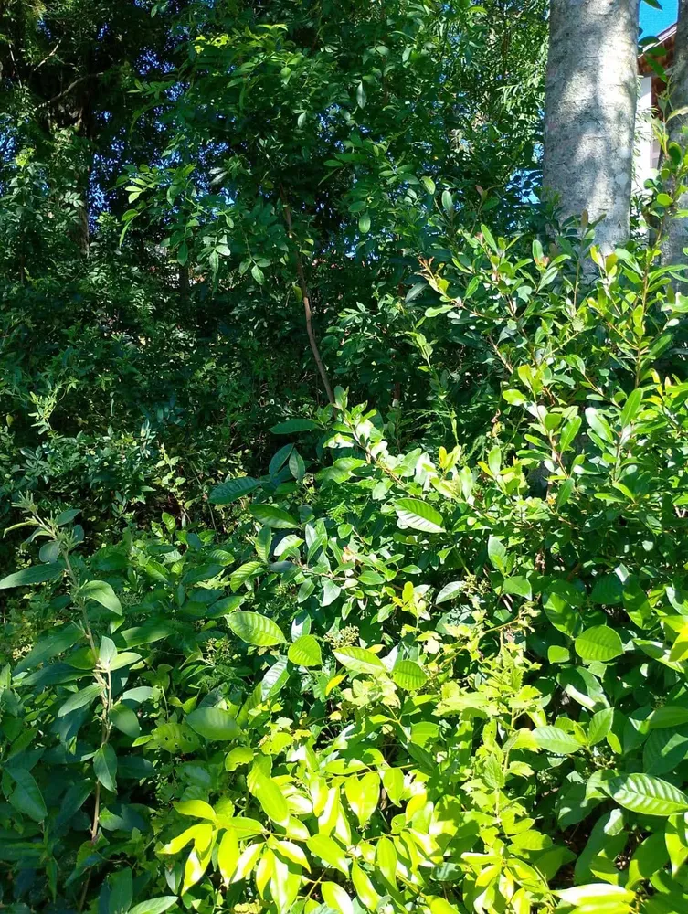Terreno, 600 m² - Foto 10