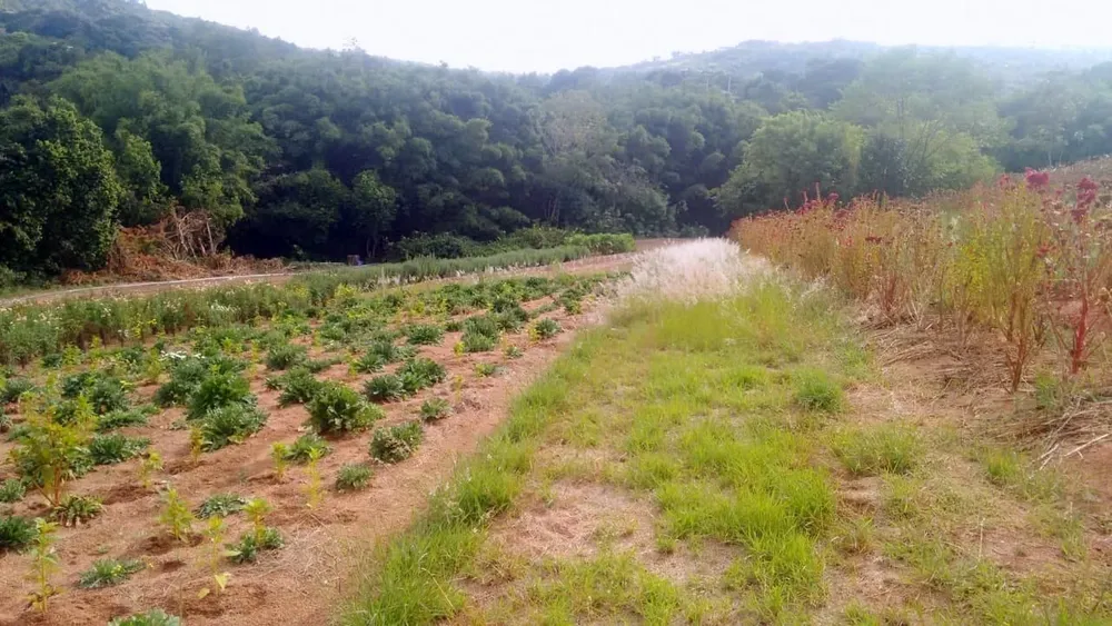 Terreno, 1 hectares - Foto 4