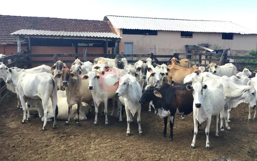 Terreno, 252 hectares - Foto 10