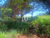 Sítio, 24 hectares - Foto 1