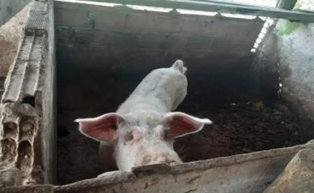 Sítio, 3 quartos, 11 hectares - Foto 5