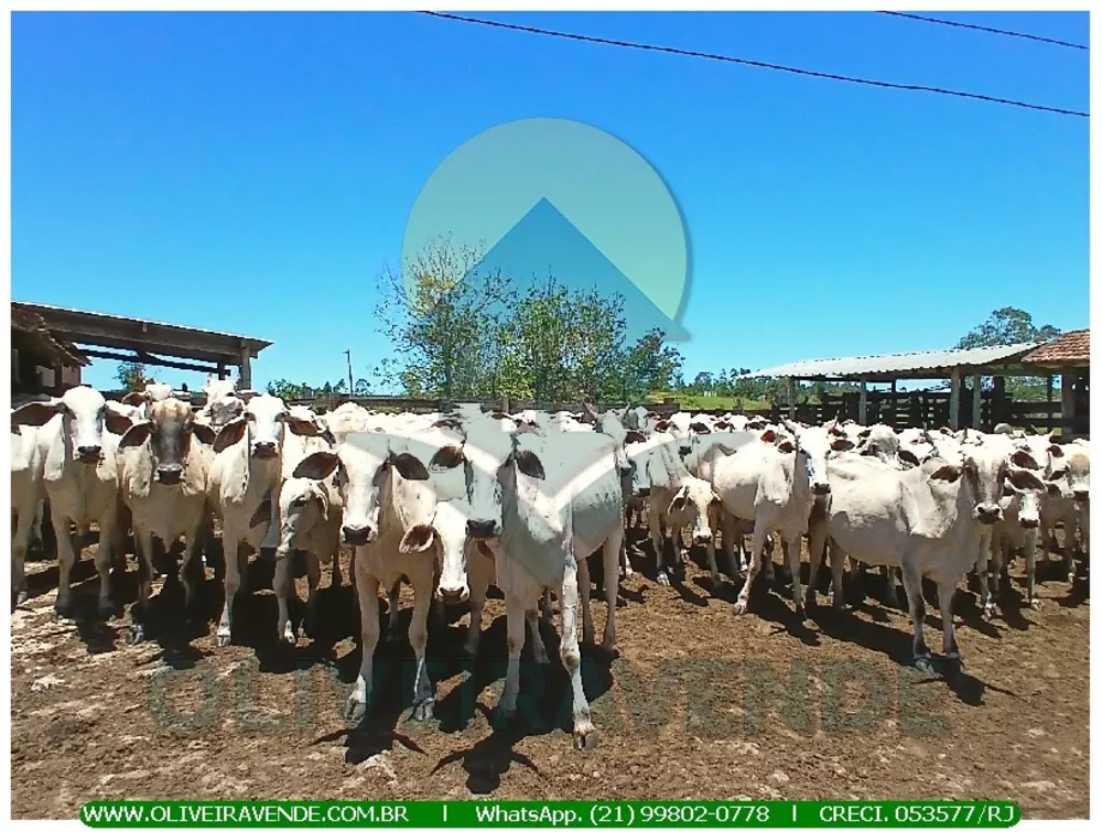 Fazenda, 52 m² - Foto 5