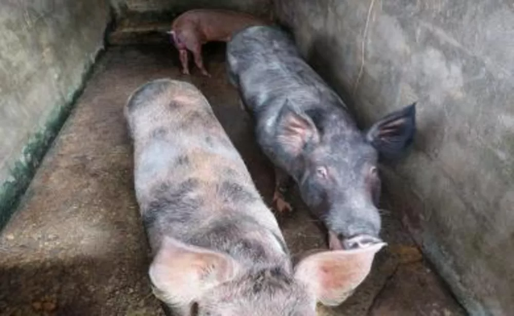 Sítio, 3 quartos, 29 hectares - Foto 23