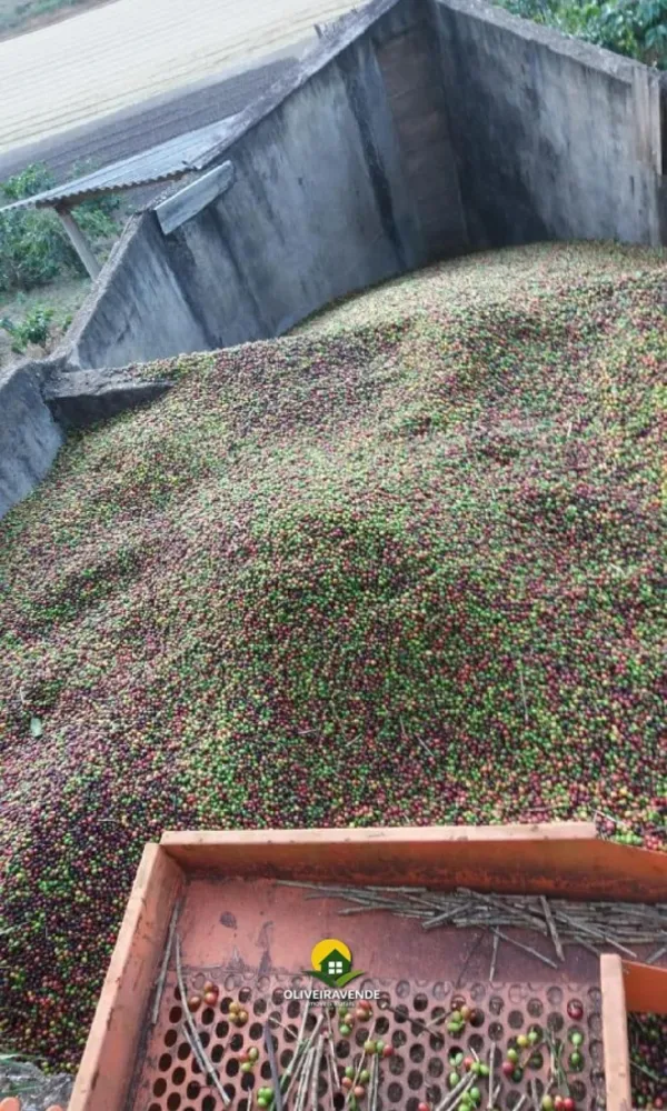 Fazenda, 29 hectares - Foto 9