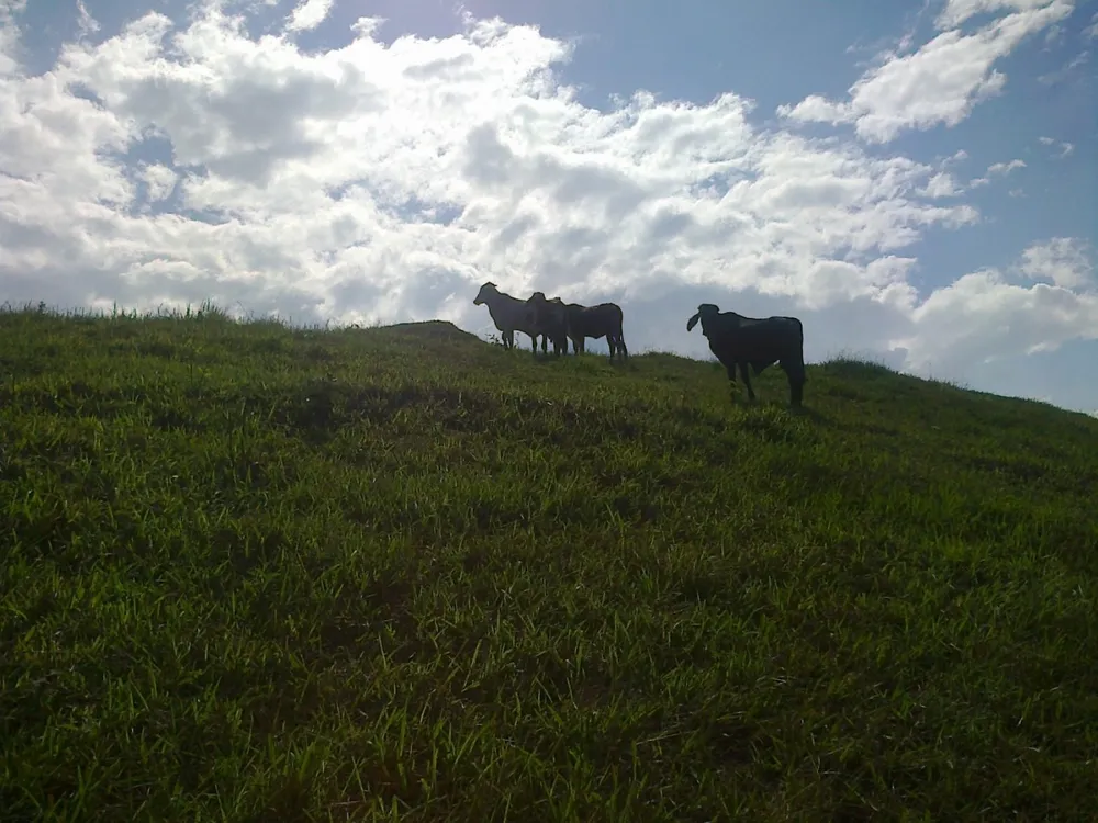 Fazenda, 22 hectares - Foto 18