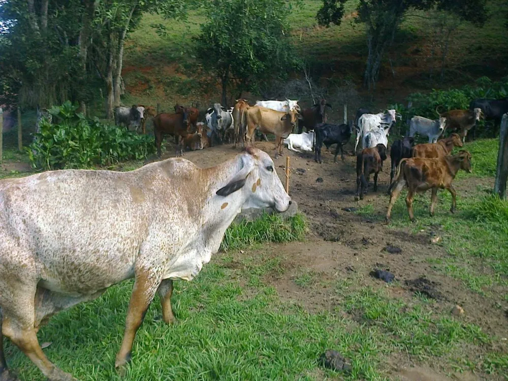 Fazenda, 22 hectares - Foto 9