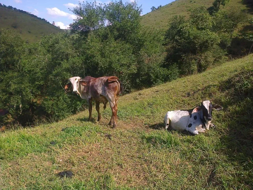 Fazenda, 22 hectares - Foto 8