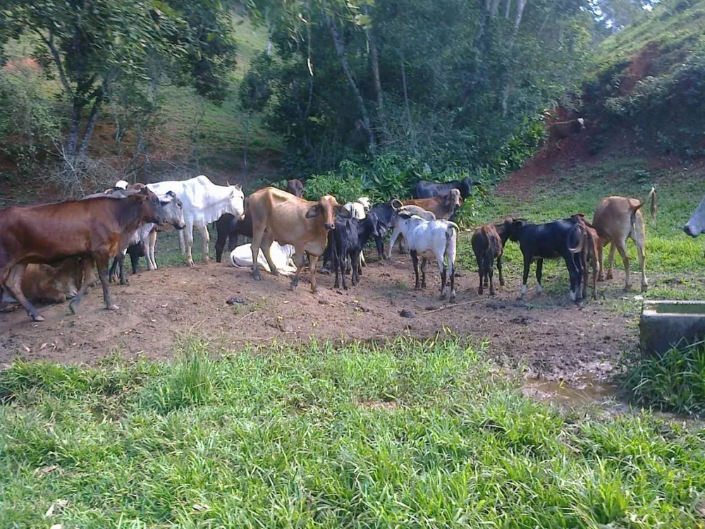 Fazenda, 22 hectares - Foto 10