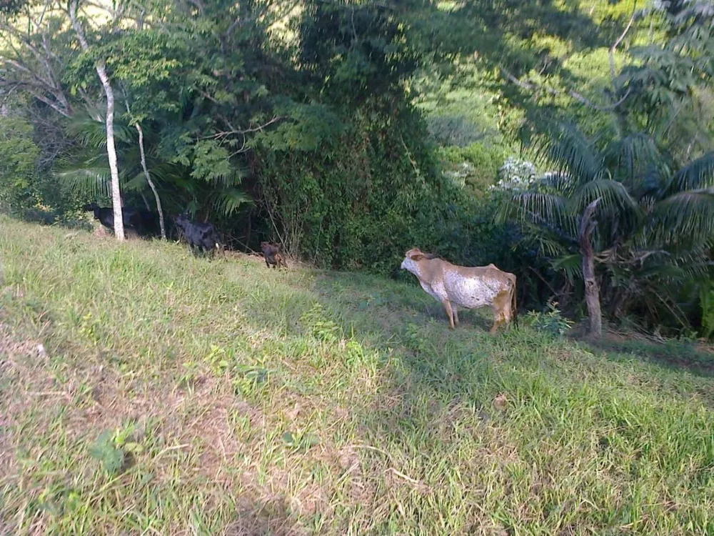 Fazenda, 22 hectares - Foto 17