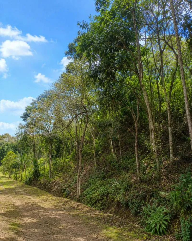 Sítio, 1 quarto, 4 hectares - Foto 64