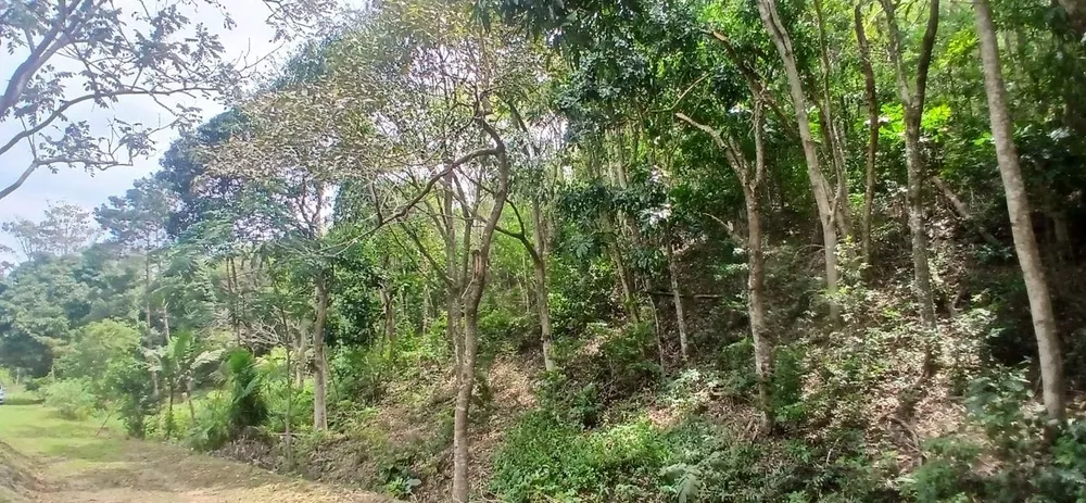Sítio, 1 quarto, 4 hectares - Foto 6