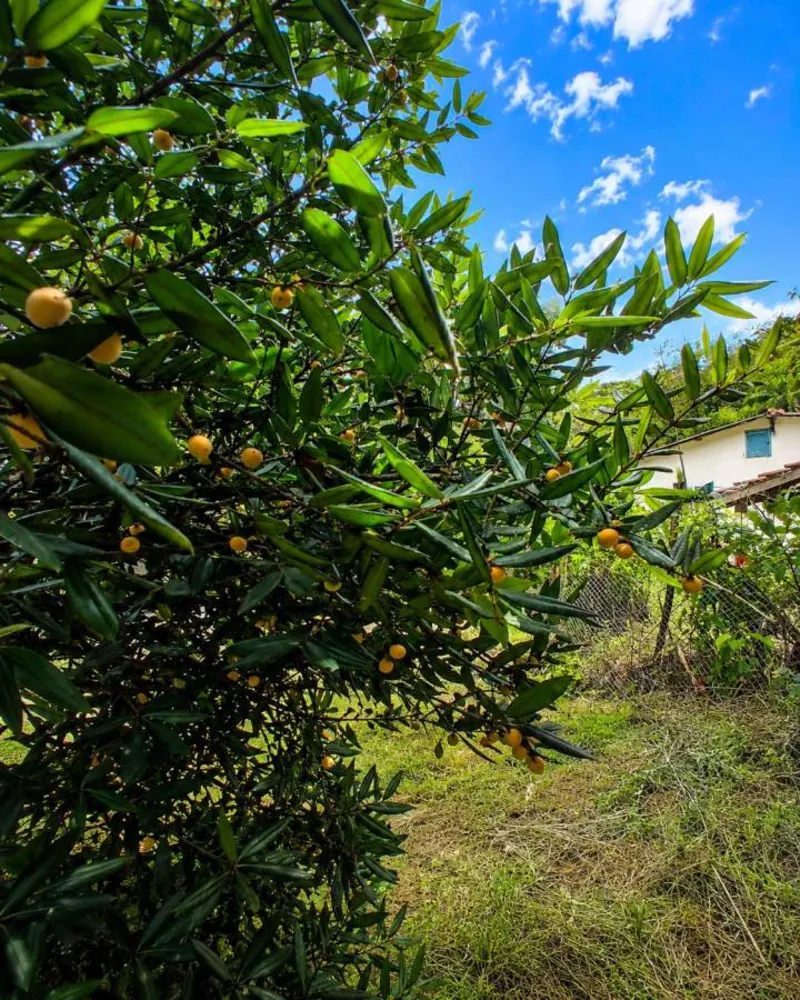 Sítio, 1 quarto, 4 hectares - Foto 68
