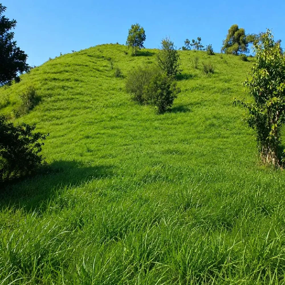 Fazenda, 7 hectares - Foto 6