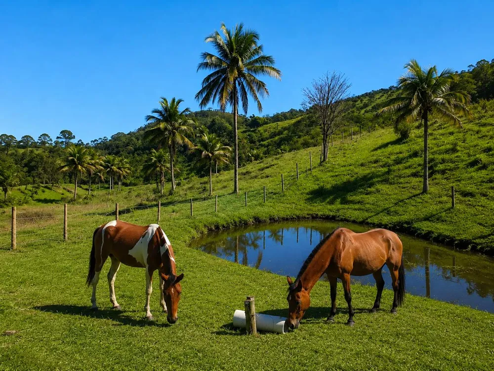 Fazenda, 7 hectares - Foto 2