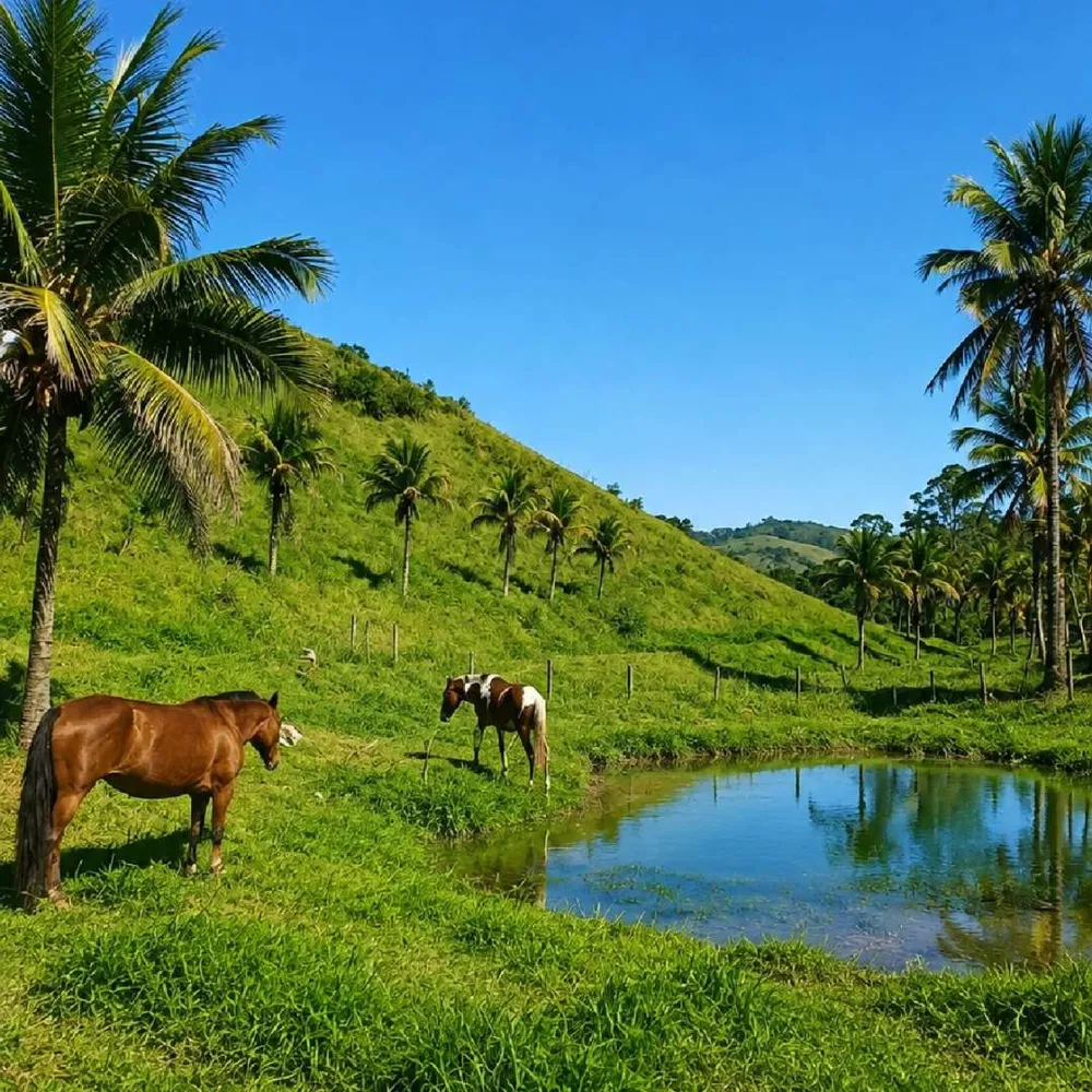 Fazenda, 7 hectares - Foto 10
