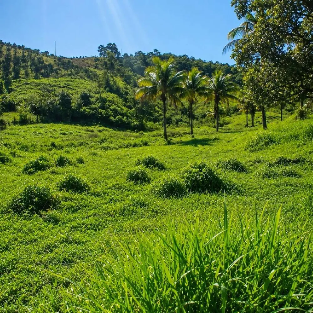 Fazenda, 7 hectares - Foto 7