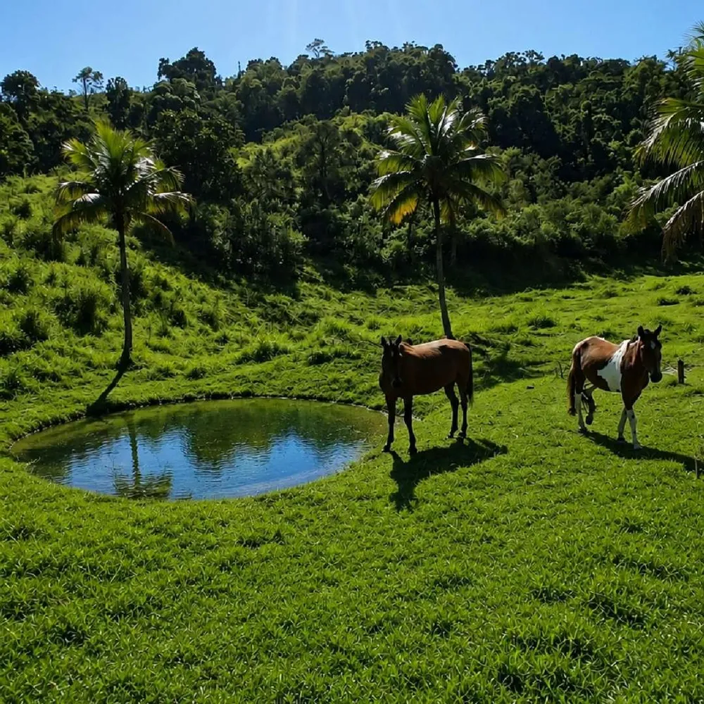 Fazenda, 7 hectares - Foto 9