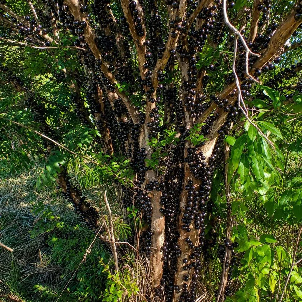 Fazenda, 7 hectares - Foto 16