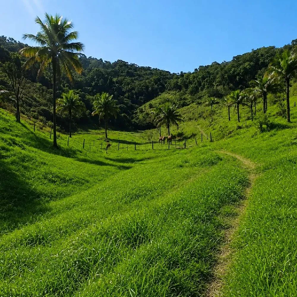 Fazenda, 7 hectares - Foto 8