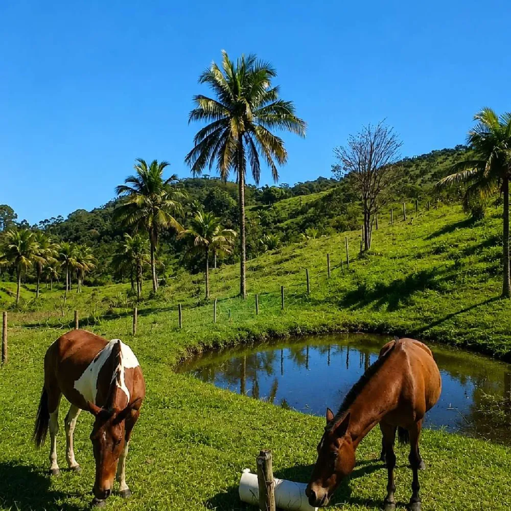 Fazenda, 7 hectares - Foto 3