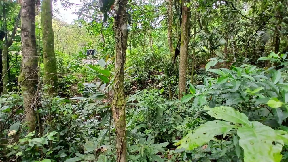 Chácara, 3839 m² - Foto 10