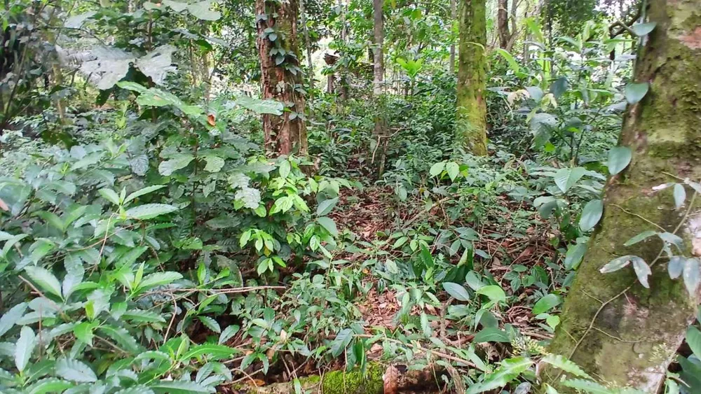 Chácara, 3839 m² - Foto 12