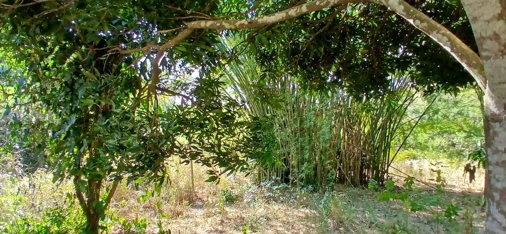 Sítio, 1 quarto, 2 hectares - Foto 34
