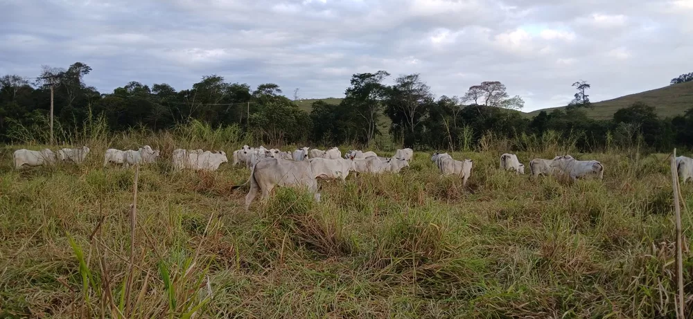 Fazenda-Sítio-Chácara, 19 m² - Foto 3