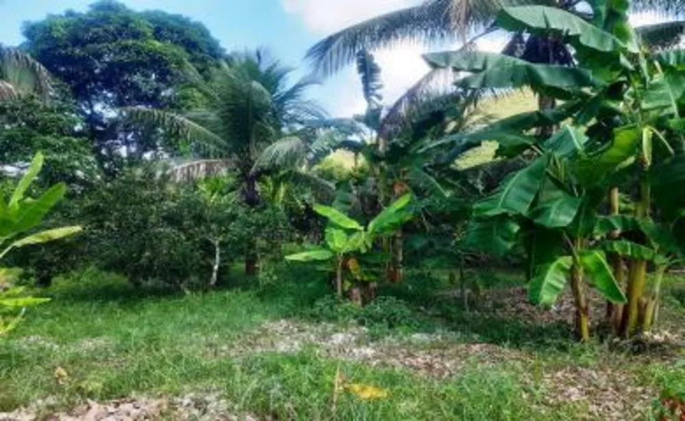 Sítio, 3 quartos, 3 hectares - Foto 8