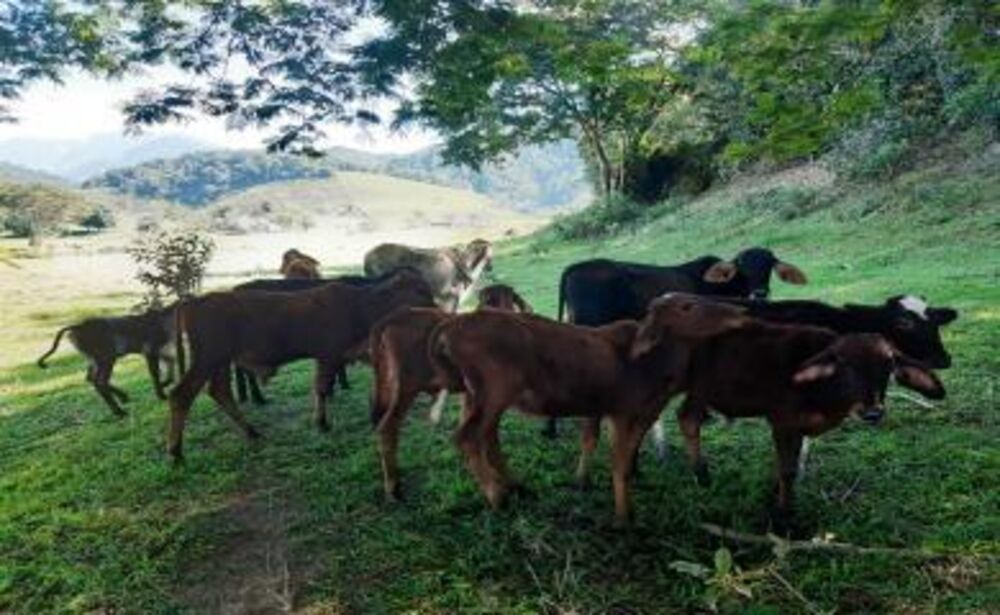 Sítio à venda com 2 quartos, 270000m² - Foto 7