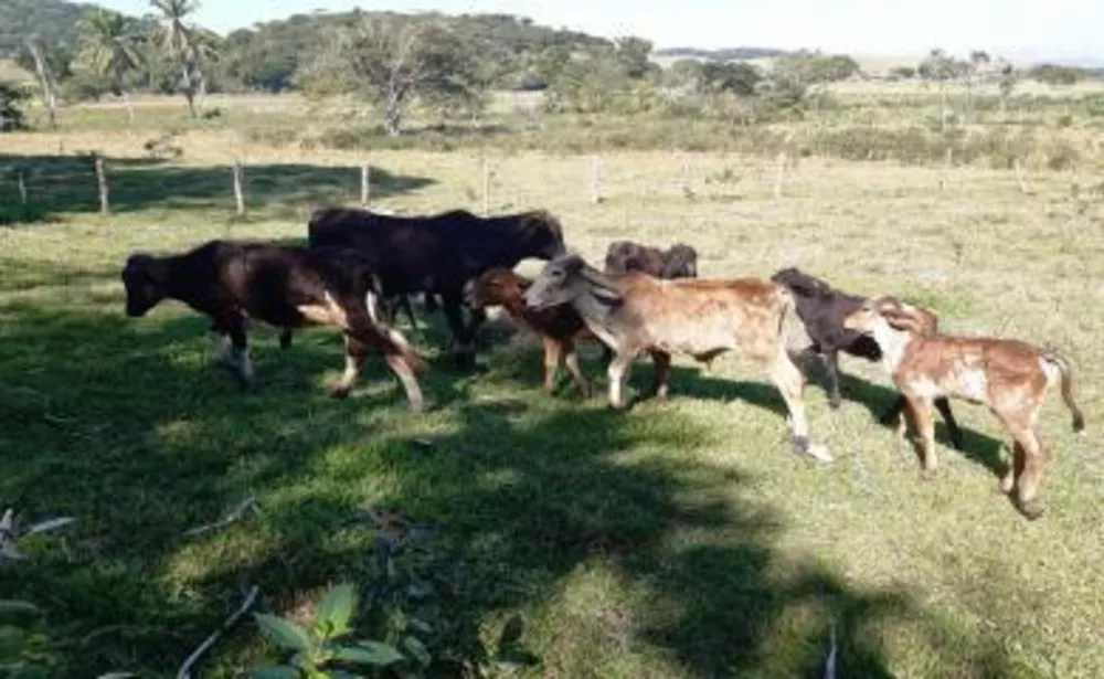 Sítio, 2 quartos, 27 hectares - Foto 1