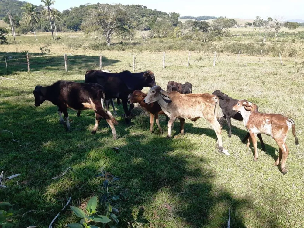 Sítio, 2 quartos, 27 hectares - Foto 46