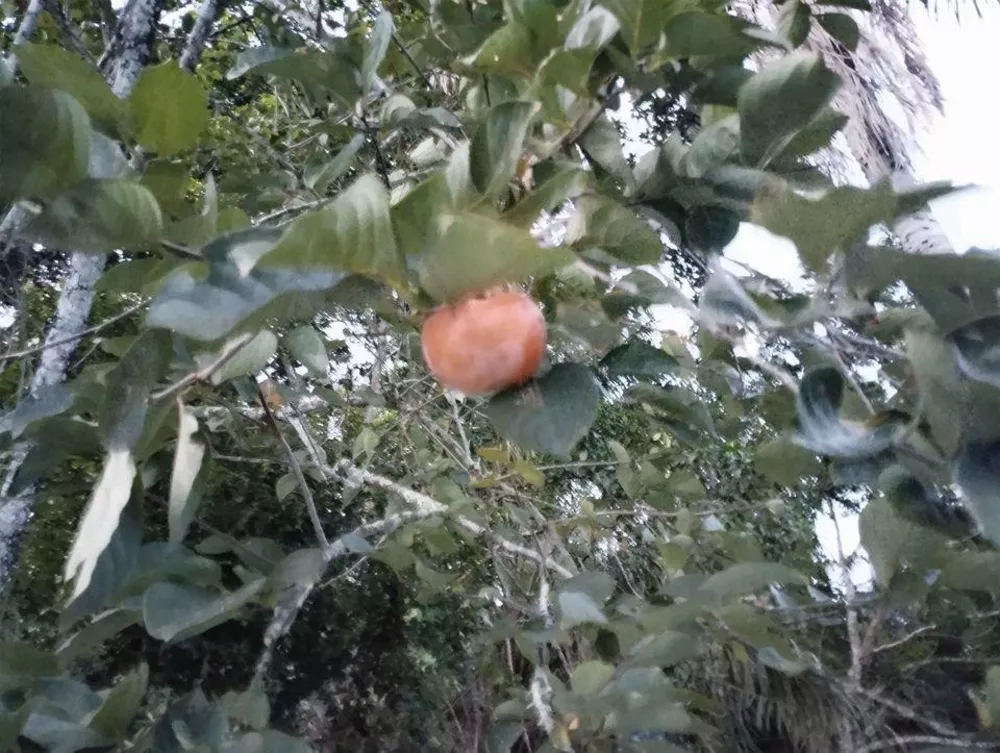 Sítio, 2 quartos, 10000 m² - Foto 18