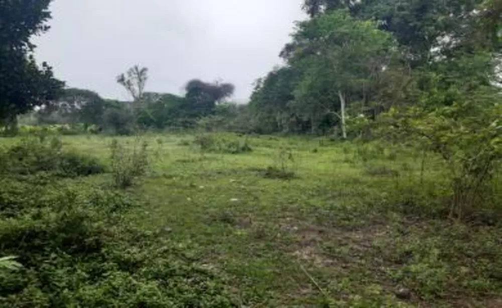 Sítio, 4 quartos, 2 hectares - Foto 12