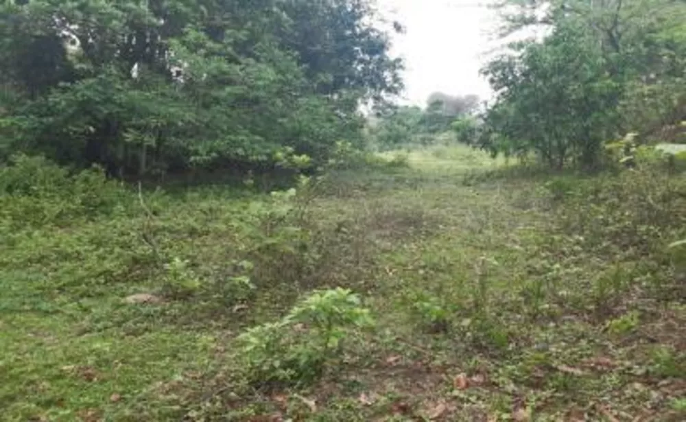 Sítio, 4 quartos, 2 hectares - Foto 15