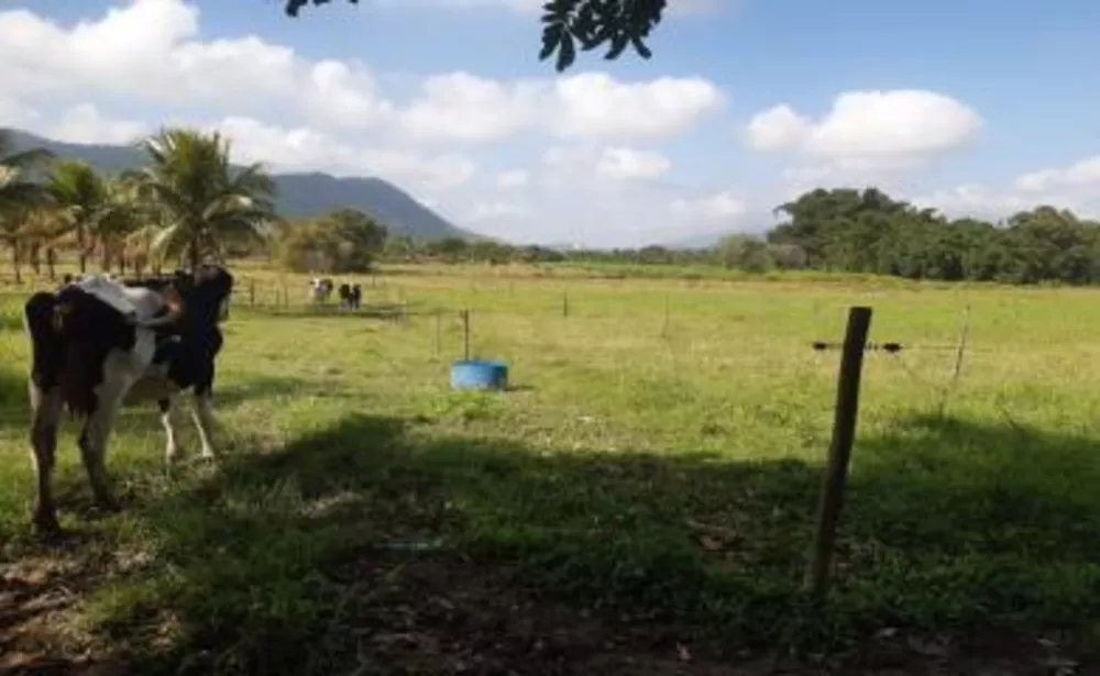Sítio, 4 quartos, 7 hectares - Foto 1