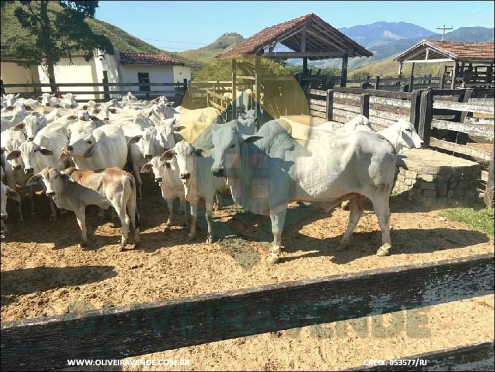 Fazenda, 480 m² - Foto 3