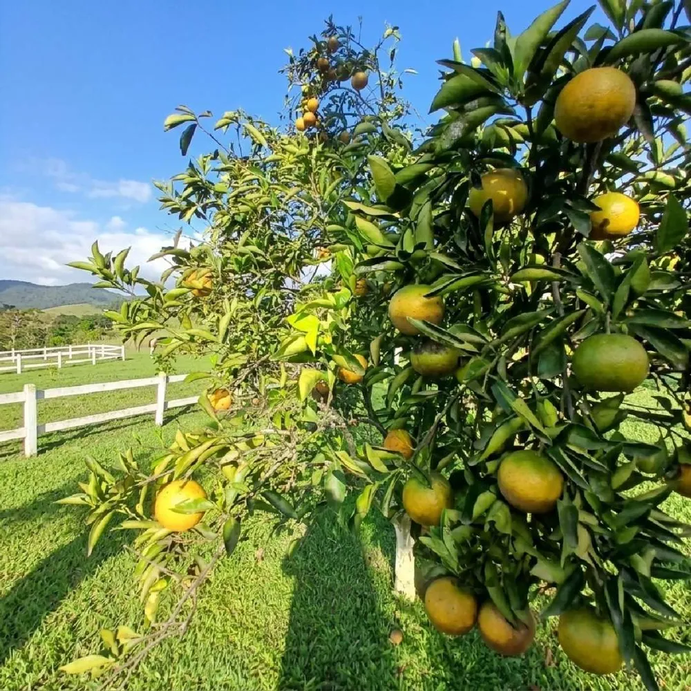 Fazenda, 13 m² - Foto 20