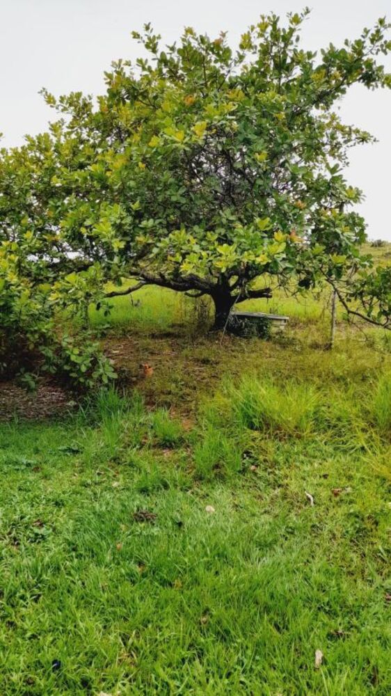 Sítio à venda com 4 quartos, 45000m² - Foto 14